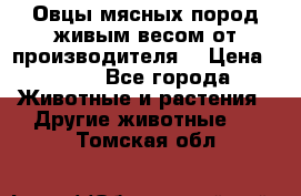 Овцы мясных пород живым весом от производителя. › Цена ­ 110 - Все города Животные и растения » Другие животные   . Томская обл.